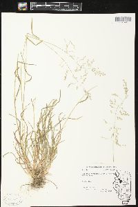 Agrostis perennans image