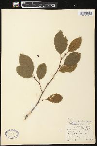 Alnus rugosa image