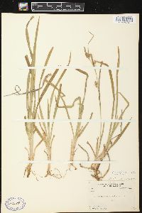 Carex amphibola var. turgida image
