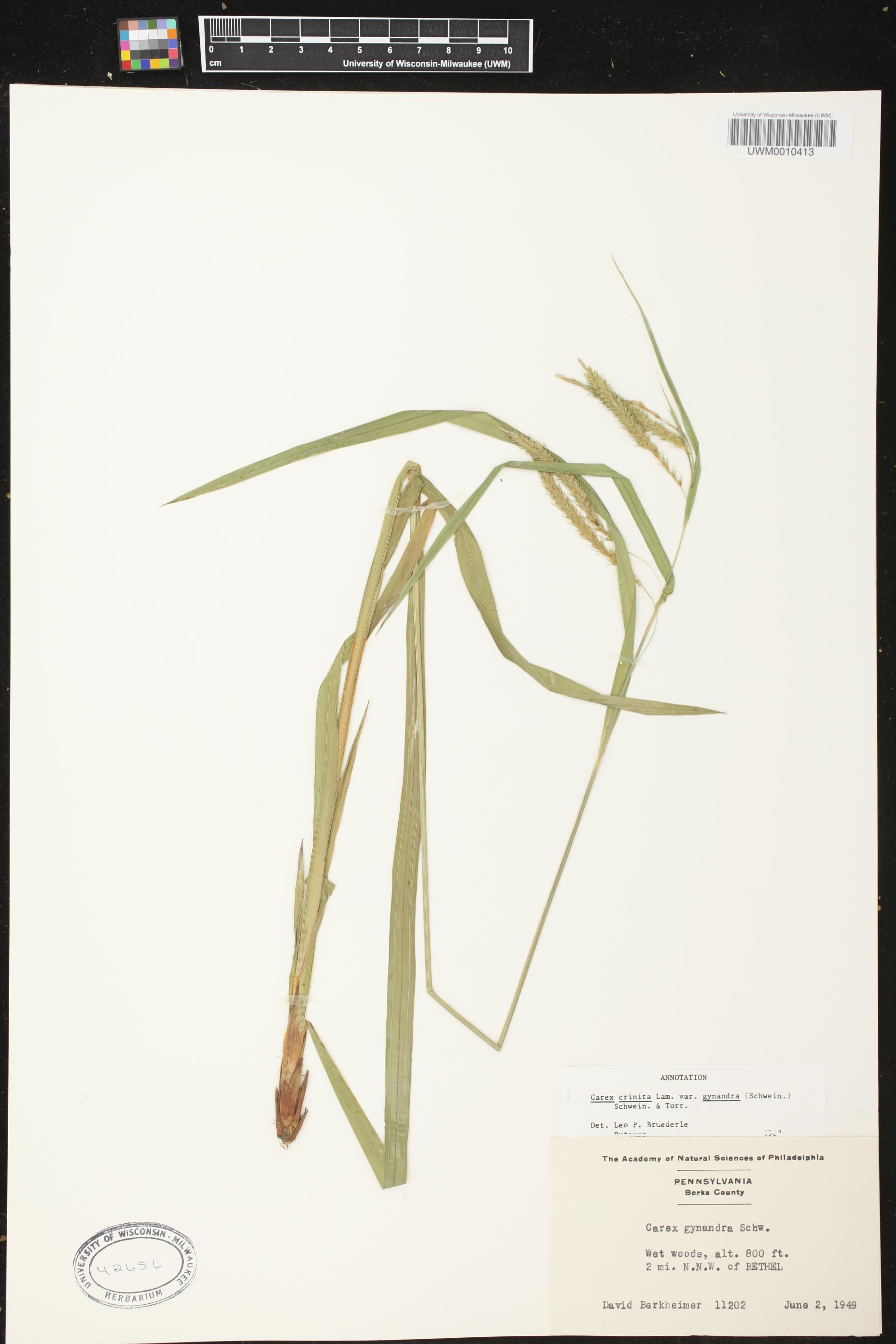 Carex gynandra image