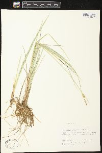 Carex livida image