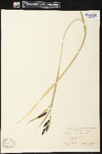 Carex macrochaeta image