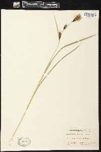 Carex macrochaeta image