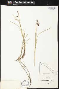 Carex macrochaeta image