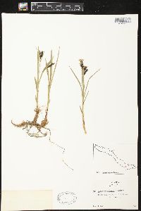 Carex macrochaeta image