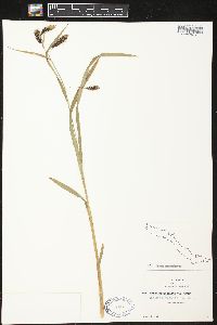 Carex macrochaeta image