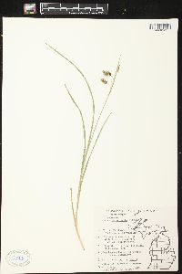 Carex paupercula image