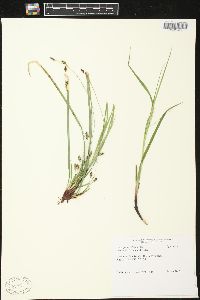 Carex pedunculata image