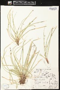 Carex pedunculata image