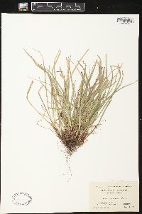 Carex pedunculata image