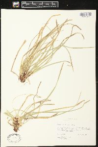 Carex pedunculata image