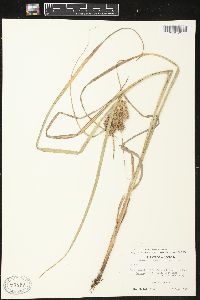 Carex retrorsa image