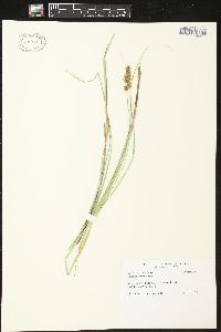 Carex sartwellii image