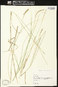 Carex sartwellii image