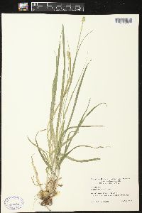 Carex sartwellii image