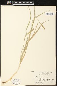 Carex sparganioides image