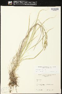 Carex sprengelii image