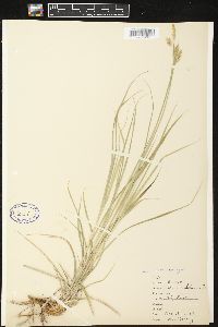 Carex sprengelii image