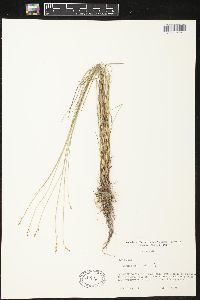 Carex sterilis image