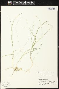 Carex trisperma image