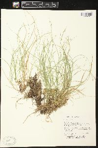 Carex trisperma image