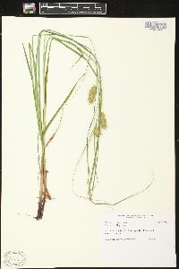 Carex tuckermanii image