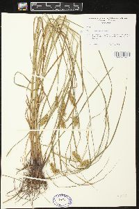 Carex tuckermanii image