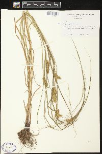 Carex tuckermanii image