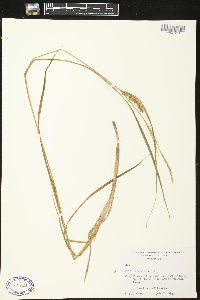 Carex vesicaria image