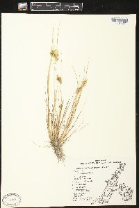 Carex viridula image