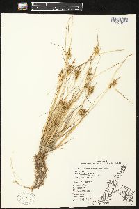 Carex viridula image