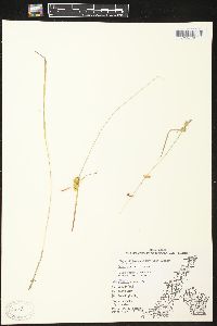 Carex viridula image