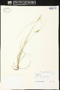 Carex viridula image