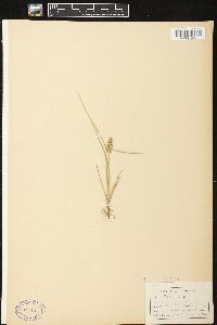 Carex viridula image