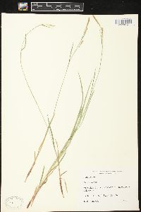 Carex woodii image