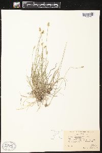 Carex leavenworthii image