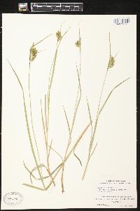 Carex pallescens image