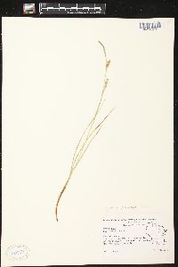 Carex panicea image