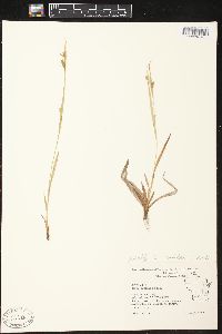 Carex conoidea image