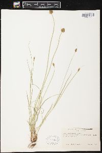 Carex athrostachya image