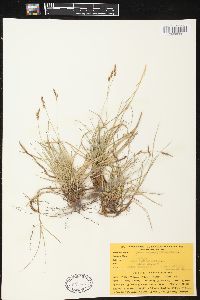 Carex caryophyllea image