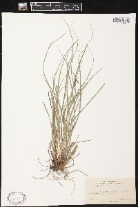 Carex complanata image