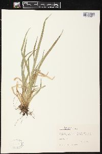 Carex leptonervia image