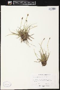 Carex nigricans image