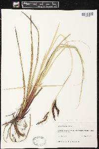 Carex obnupta image