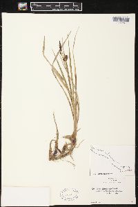 Carex saxatilis image