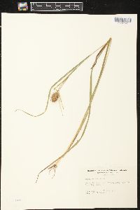 Carex squarrosa image