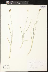Carex tracyi image