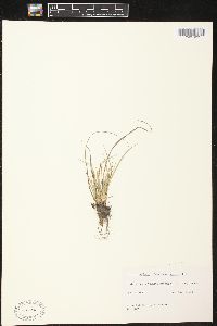 Carex umbellata image