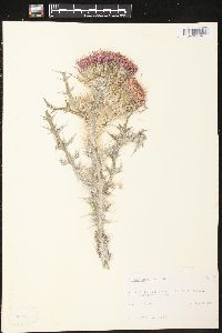 Cirsium horridulum image